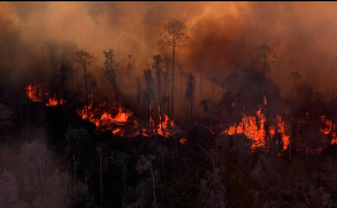 Kebakaran Hutan dan Lahan di Jambi Yang  Membutuhkan Solusi Nyata